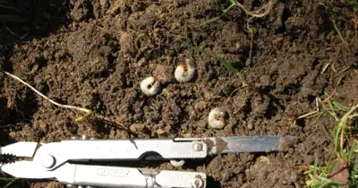 Grubs and crows