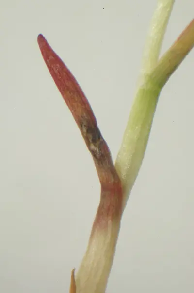 A4 low phosphorus