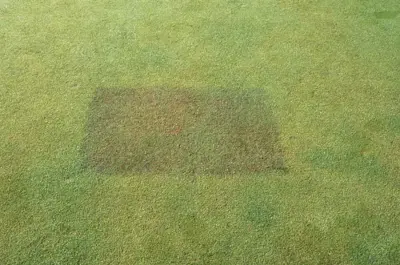 Phosphorus deficiency