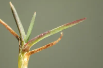 Phosphorus deficiency in A4 bentgrass