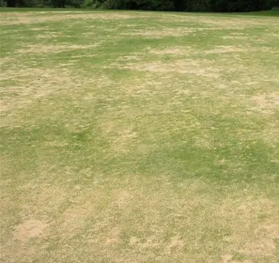 Bermuda excess nitrogen