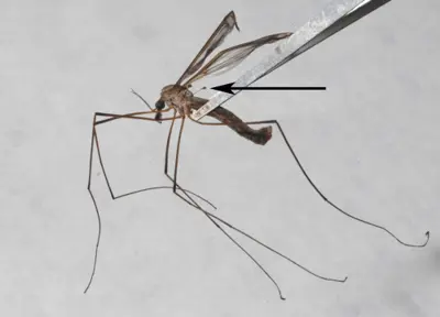 Crane fly (mosquito hawk)