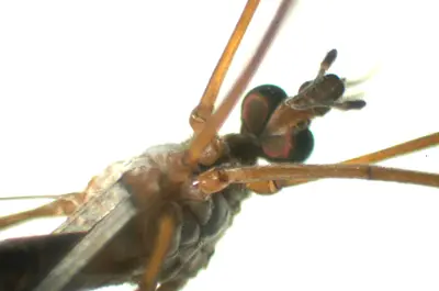 Crane fly