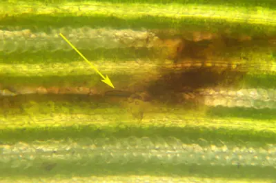 Bipolaris on Tifway II bermudagrass