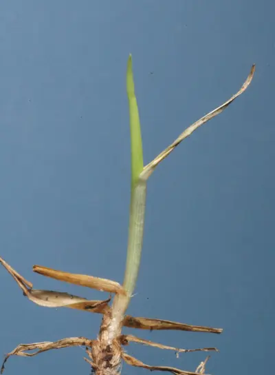 Kikuyugrass Gray Leaf Spot