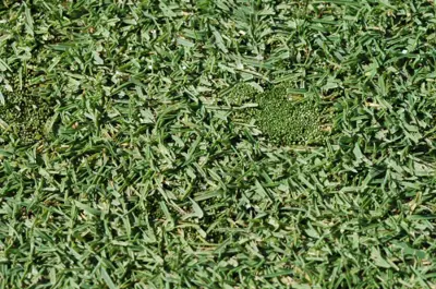 Silvery thread moss on poa/bent green