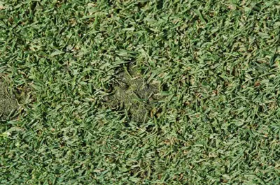 Moss after QuickSilver (carfentrazone) application