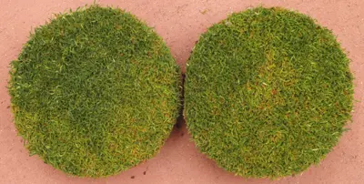 Drought stress, poa