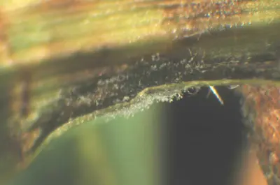 Gray leaf spot sporulation