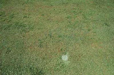 Gray leaf spot kikuyugrass
