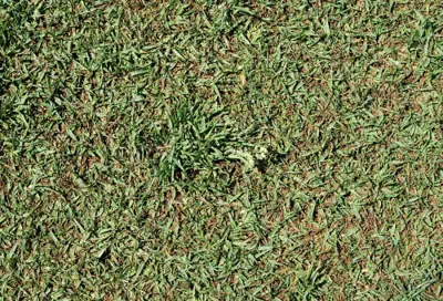 Gray leaf spot kikuyugrass