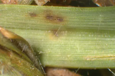 Gray leaf spot leaf lesion