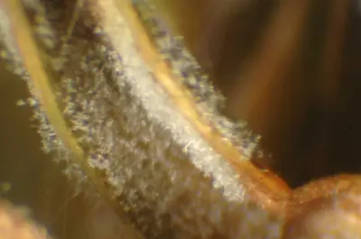 Gray leaf spot sporulation kikuyugrass