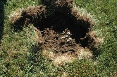 Masked chafer grubs underneath damaged turf