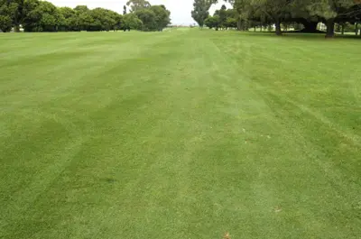 Gray leaf spot, 10 days after treatment