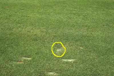 Gray leaf spot after treatment