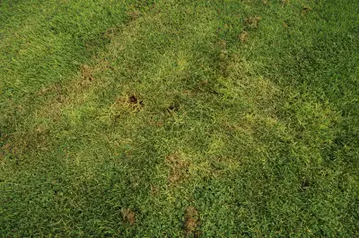 Gray leaf spot