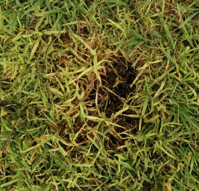 Gray leaf spot lesions