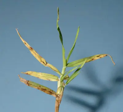 Gray leaf spot lesions