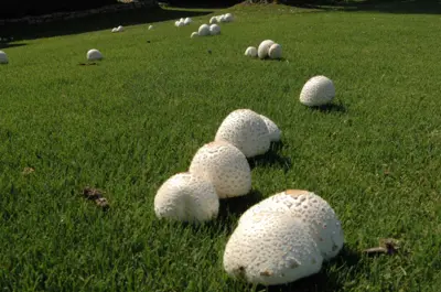 Fairy ring on bermudagrass