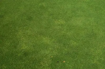 Summer patch on Poa annua