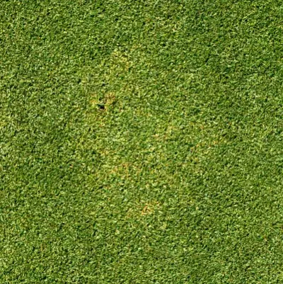 Summer patch on Poa annua