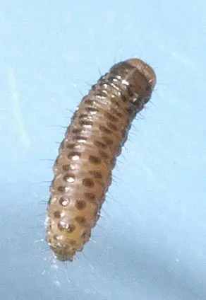 Sod webworm larva