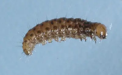 Sod webworm larva