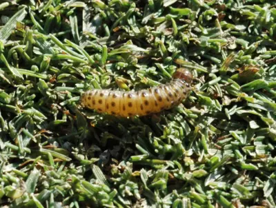 Sod webworm larva