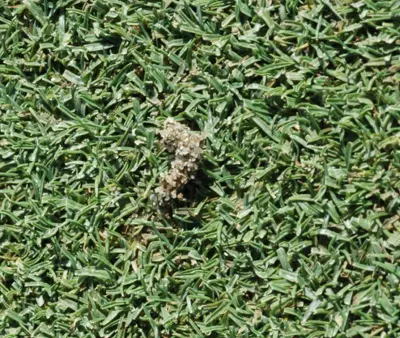 Sod webworm above-ground burrow