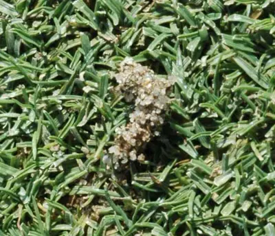 Sod webworm above-ground burrow, close up