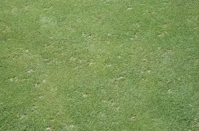 Sod webworm damage on bentgrass green