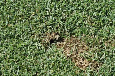 Sod webworm burrow in thatch