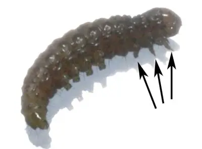Sod webworm larva