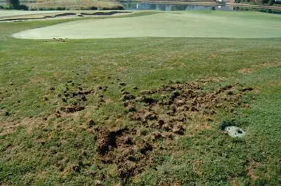Animal damage associated with masked chafer infestation