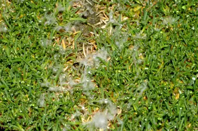 Dollar spot on Poa annua