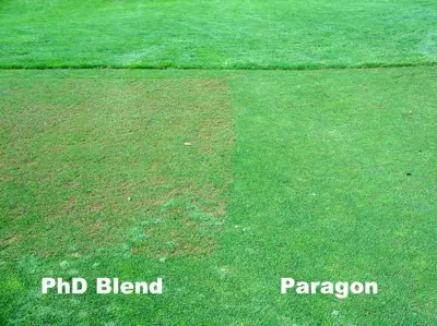 Perennial ryegrass tolerance to gray leaf spot