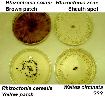 Rhizoctonia and new relative
