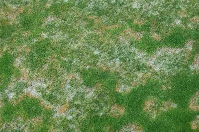 Severe microdochium patch on poa green