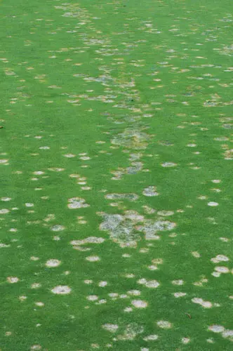 microdochium patch streaking pattern