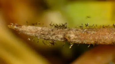 Bipolaris