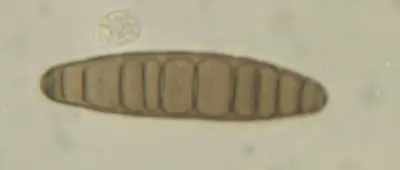 Bipolaris