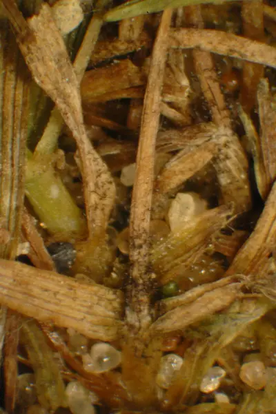 Bipolaris