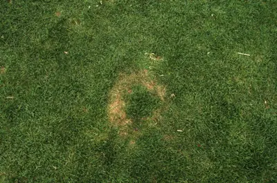 Fairy ring on perennial ryegrass
