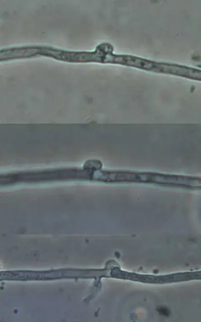 Clamp connections