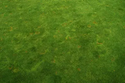 Rhizoctonia or Waitea?
