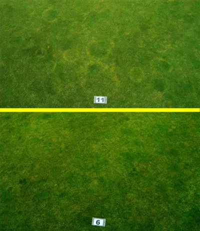 Brown ring  patch control