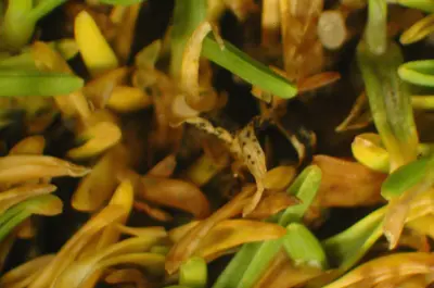 Anthracnose on poa