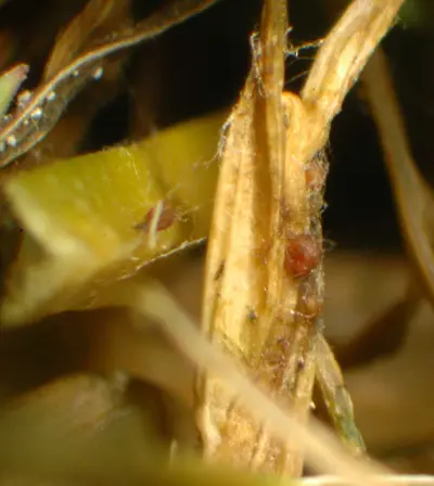 Rhizoctonia sclerotia