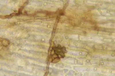 Kikuyugrass decline